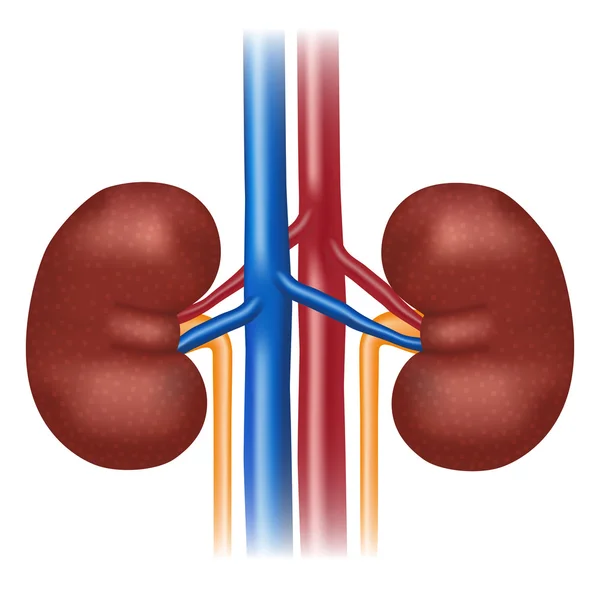 Ilustración del riñón humano . — Archivo Imágenes Vectoriales