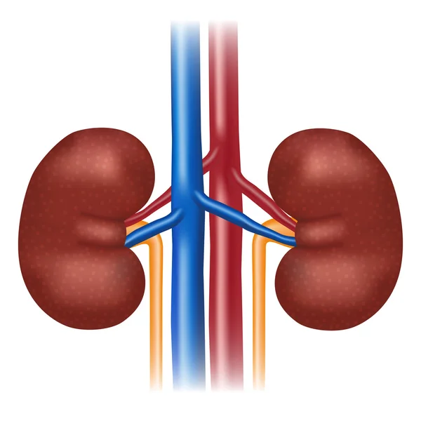 İllüstrasyon insan böbreğe. — Stok Vektör