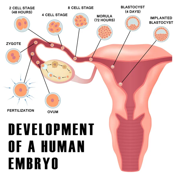 Korai emberi embrió fejlődése. — Stock Vector
