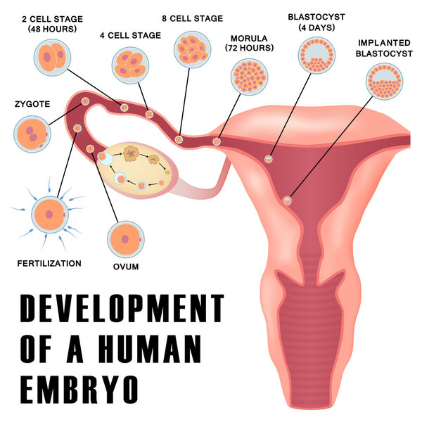 Раннее развитие человеческого эмбриона
.