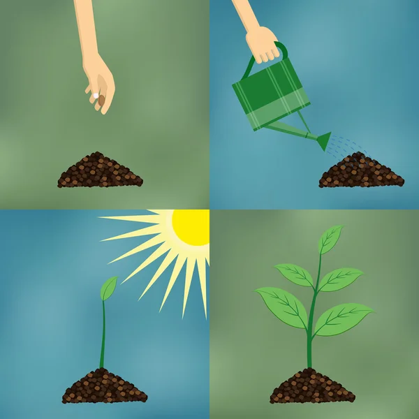 Planting process in flat design. — Stock Vector