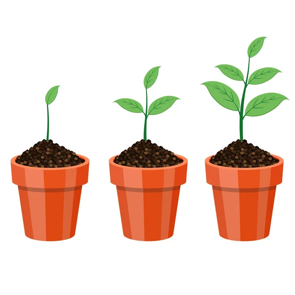Növekvő növény a pot. — Stock Vector