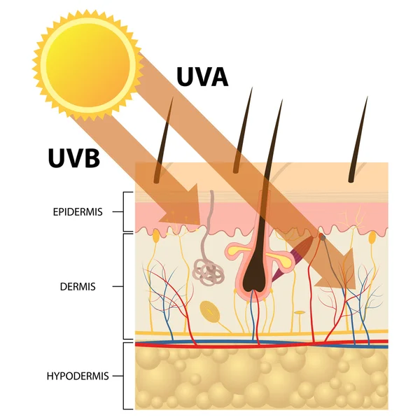 Ungeschützte Haut ohne Sonnencreme. Vektorgrafiken