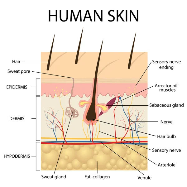 Illustration der Anatomie der menschlichen Haut. — Stockvektor