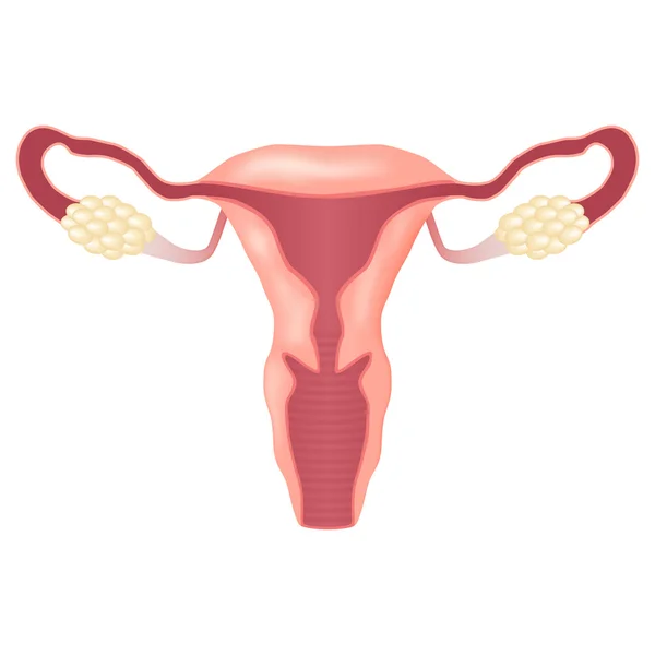 Sistema reproductor femenino. — Archivo Imágenes Vectoriales