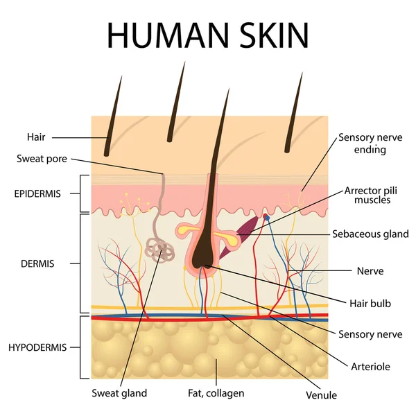 Ilustración de la anatomía de la piel humana . Ilustraciones de stock libres de derechos