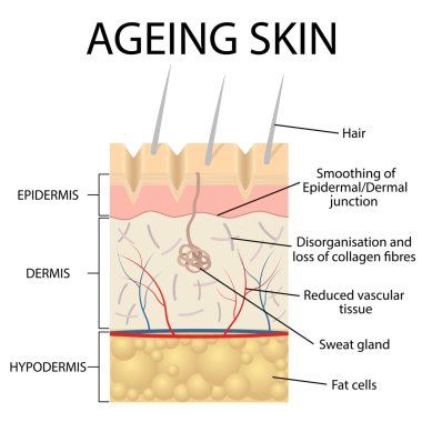Eski deri anatomisi.