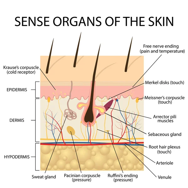 人間の皮膚の断面図. — ストックベクタ