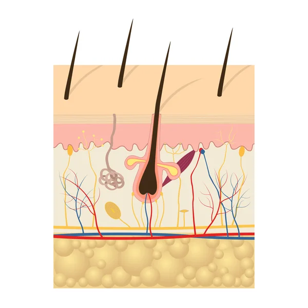 Anatomie de la peau humaine . — Image vectorielle