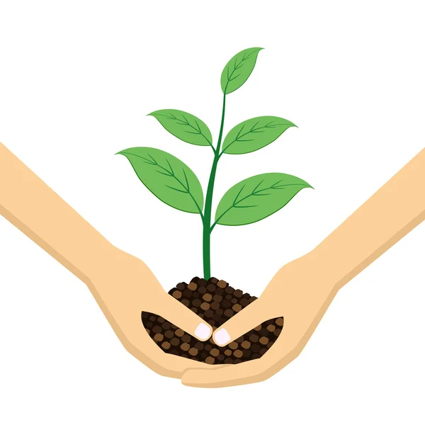 Két kéz tartja a fiatal növény. — Stock Vector