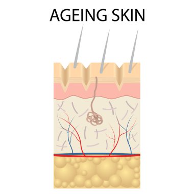 Eski deri anatomisi.