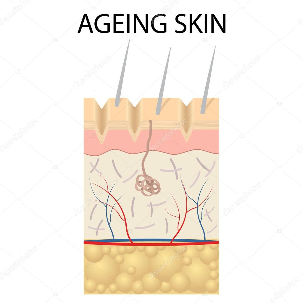 359 Age Spots Vector Images Age Spots Illustrations Depositphotos