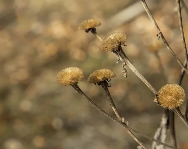 Сушеные луговые цветы — стоковое фото