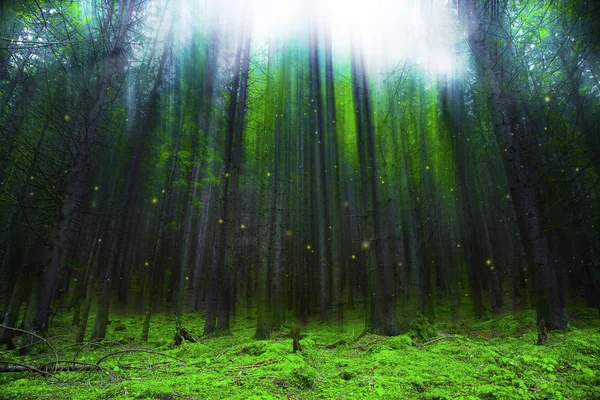 Волшебный фантастический лес с огнями и туманом — стоковое фото