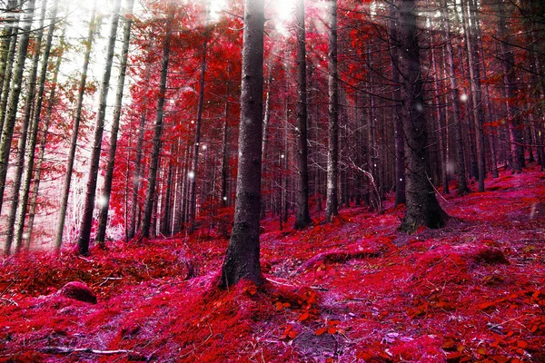 Rode magische bos met verlichting en zonnestralen — Stockfoto