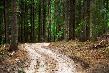 Köknar ağacı orman yol