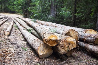 Deforestation.Cutted ağaçlar orman yolun kenarında