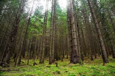 Köknar ağacı orman moss ve yeşil bitki örtüsü ile