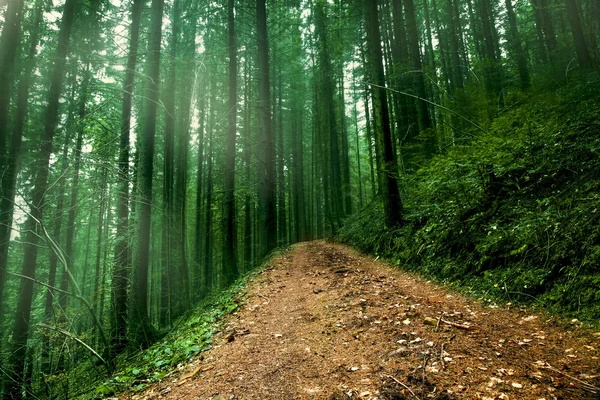 Vägen i dimmig mystisk skog — Stockfoto
