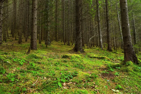 Fir tree forest met mos en groene vegetatie — Stockfoto