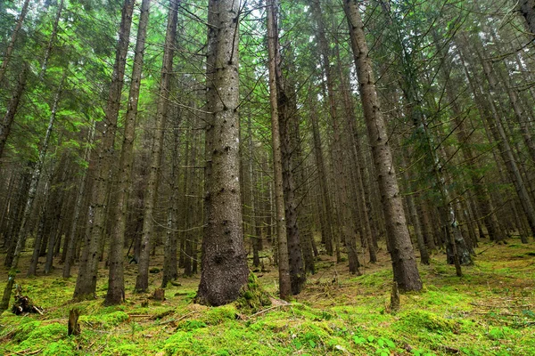 Fir tree forest met mos en groene vegetatie — Stockfoto