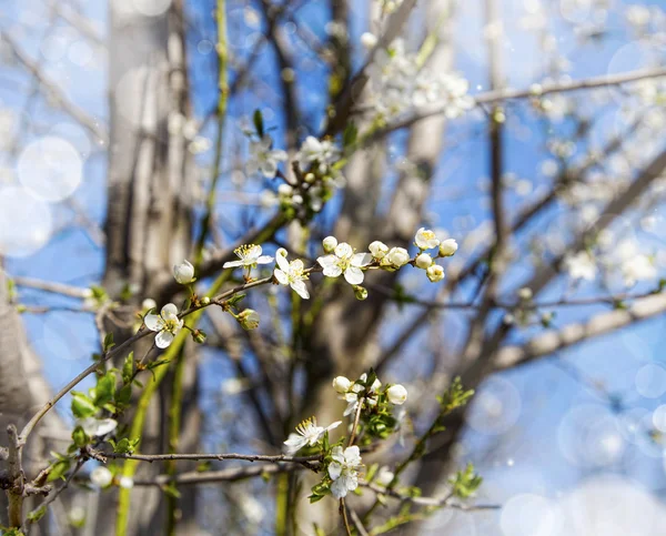 Άνοιξη blossom δέντρο ανθίζει στο φως του ήλιου, όμορφη άνοιξη f — Φωτογραφία Αρχείου