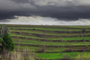 Geyik siluetleri sahada