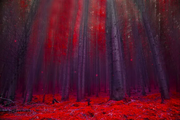 Foresta magica rossa con luci — Foto Stock