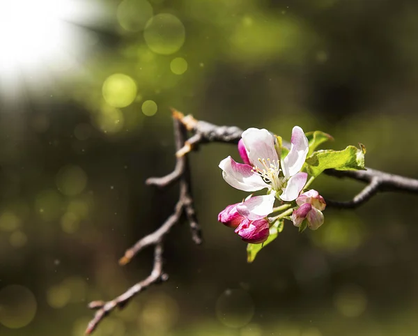 Bahar çiçeği ile yapraklara — Stok fotoğraf