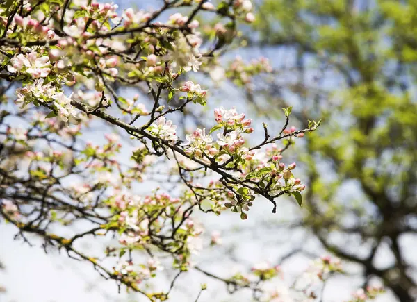 Bahar elma ağacı çiçekleri — Stok fotoğraf