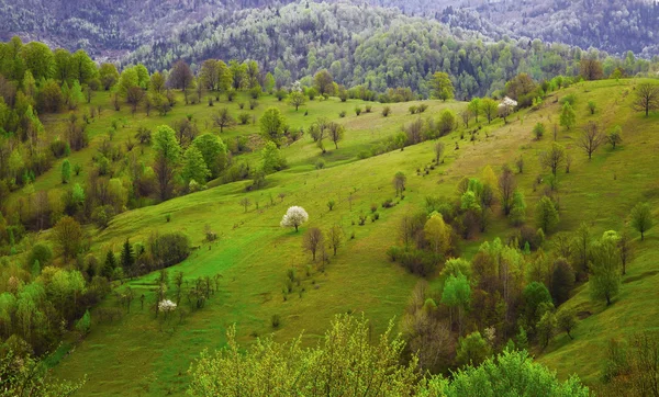 Campo prados verdes paisaje — Foto de Stock