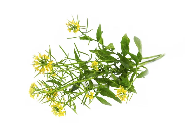 Léčivé rostliny isolat Sheperd kabelku (Capsella bursa-pastoris) — Stock fotografie