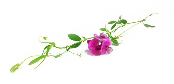 Pink wild flower isolated