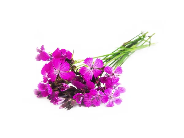 Wild pink flowers isolated — Stock Photo, Image