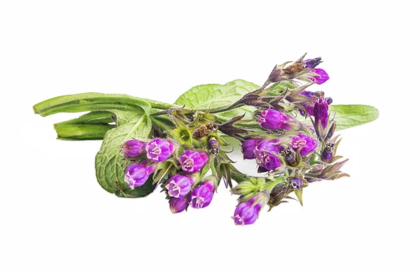 Symphytum.Comfrey medicinal plant isolated — Stock Photo, Image