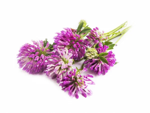 Rödklöver. Trifolium pratense isolerade — Stockfoto