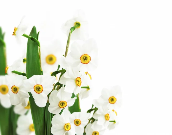 Witte narcissen geïsoleerd — Stockfoto