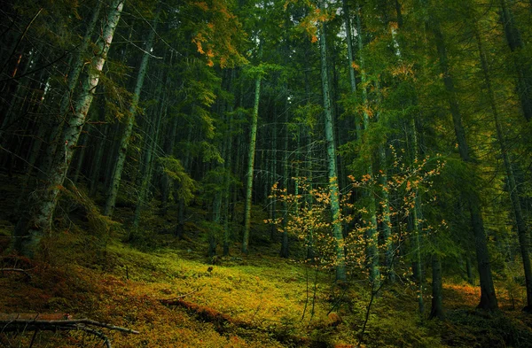 Floresta misteriosa com abeto e folhas — Fotografia de Stock