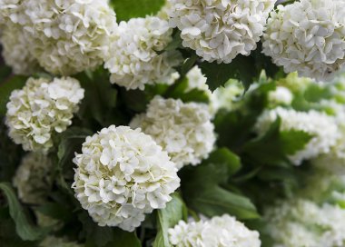 Beyaz kartopu flowers.viburnum opulus 