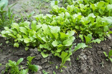 Sebze bahçesinde büyüyen organik turp fide