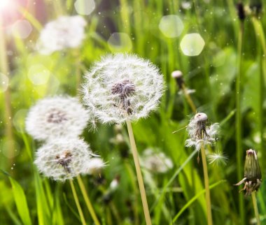 Dandelions güneş ışığı altında