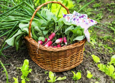 Bahçe Bahçe eldivenli organik sebze sepeti