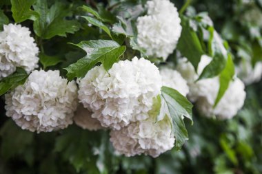 Bahçedeki yaprakları ile kartopu çiçekler (Viburnum opulus)