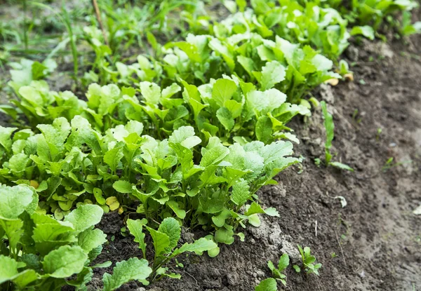 Organic radish rows seedling growing in the vegetable garden — Stock Photo, Image