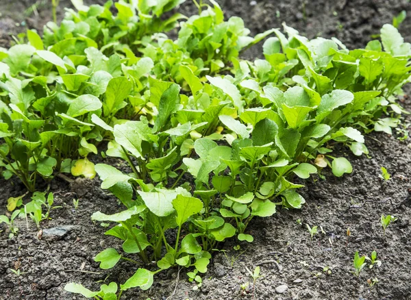 Organic radish rows seedling growing in the vegetable garden — Stock Photo, Image