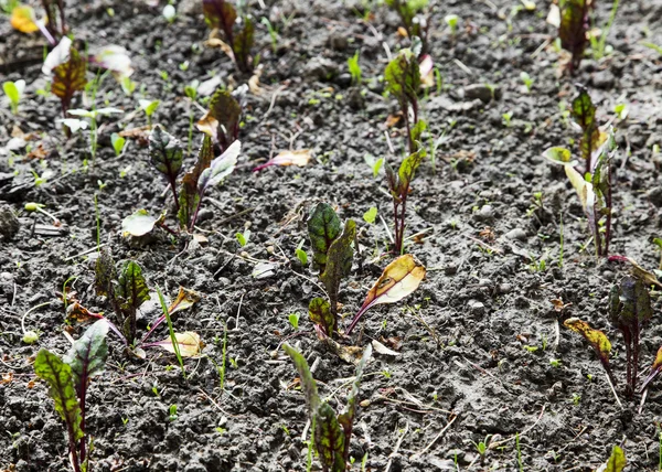 Semis de betterave biologique poussant dans le jardin — Photo
