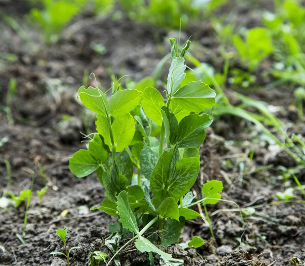 Organic pea seedling growing in the garden — Stock Photo, Image
