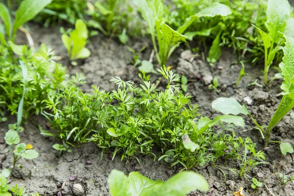 Ekologisk bio morot plantan växer i köksträdgården — Stockfoto