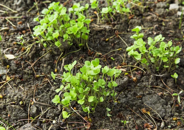 庭で育つ有機ルッコラ苗 — ストック写真