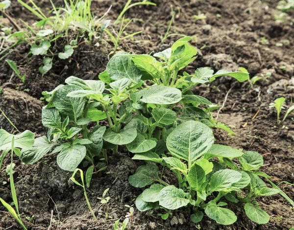 Organic young potato plant growing in the vegetable garden — Stock Photo, Image